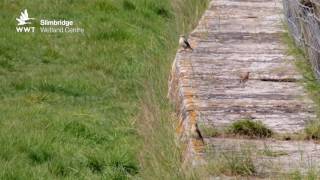 WWT Slimbridge  Wheatear amp Linnet  May 2017 [upl. by Harrad]