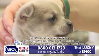 RSPCA Lottery Advert [upl. by Aissirac938]