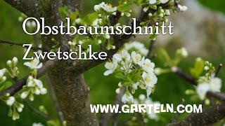 Obstbaumschnitt für Zwetschke im Jänner und Februar [upl. by Maxine]