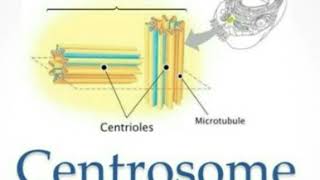 اسهل طریقة لشرح الجسم المرکزي السنترسومStructure amp Function of Centrosome  A Level Biolog [upl. by Sudhir]