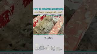 How to separate spodumene and beryl paragenetic ore [upl. by Ethelstan]