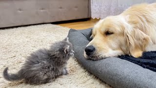 What does a Tiny Kitten do when It Finds a Sleeping Golden Retriever [upl. by Carita131]