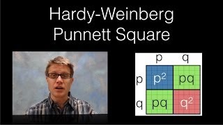 HardyWeinberg Punnett Square [upl. by Alves]