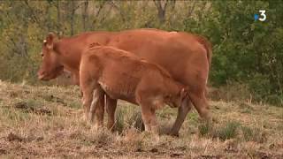 Pénurie de fourrage en Limousin [upl. by Nodnarb]