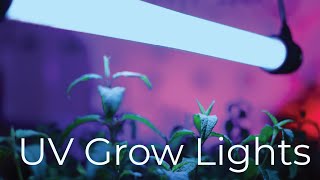 UV benefits for plants [upl. by Egiarc]