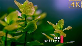 Popular Freshwater Plants Part 5 [upl. by Akir]