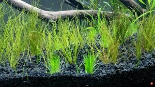 Dwarf Hairgrass Eleocharis acicularis [upl. by Yerdua]