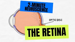 2Minute Neuroscience The Retina [upl. by Lemak]