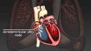 How the cardiac cycle is produced by electrical impulses in the heart [upl. by Eleanora]