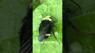 Why was this yellow faced bumble bee pumping its abdomen [upl. by Feetal772]