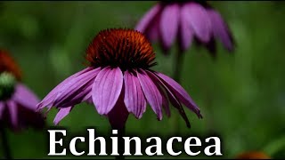 How to Identify Echinacea or Cone Flower Echinacea purpurea  Wild Medicinal Plants [upl. by Gwendolin]