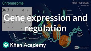 Gene expression and regulation  Inheritance and variation  High school biology  Khan Academy [upl. by Aitak]