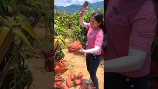 Lots of ripe mangoes 🥭🥭 and harvesting sweet mango from farm shorts harvest youtubeshorts [upl. by Moor]