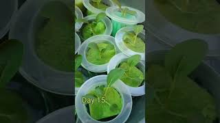 Pechay Hydroponics Kratky Method [upl. by Hanej235]