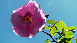 Hérault  découvrez une roseraie magnifique et en fleurs à côté du lac du Salagou [upl. by Bronnie347]