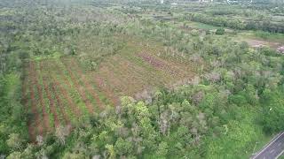 Calophyllum inophyllum Nyamplung CIFOR Central Kalimantan Oct 2022 POI View Drone [upl. by Frank]