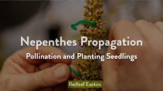 Nepenthes Propagation Pollination and Planting Seeds [upl. by Floeter]