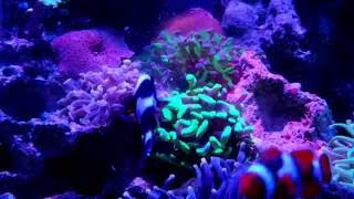 Target Feeding Corals while the fish steal food [upl. by Esenej]