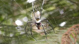 A Giant Wood Spider eating a cicada [upl. by Bender]