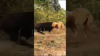 Epic Showdown Buffalo vs Lion  Ultimate Battle for Survival [upl. by Nnairek181]