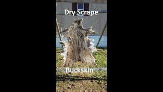 Dry Scrape Deer Hide part 5 [upl. by Ennaisoj]