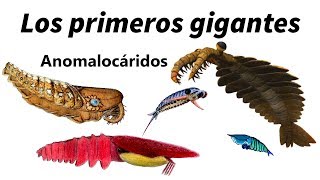 Anomalocáridos los primeros superdepredadores de la Tierra [upl. by Jahdiel646]