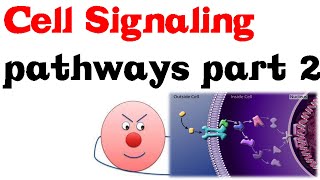 Cell Signaling Pathways part 2 [upl. by Deedahs]