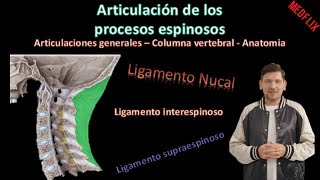 🦵Ligamento interespinoso y supraespinoso  Art de las ap espinosas  Columna Vertebral  Anatomía [upl. by Aeirdna]