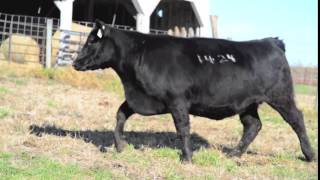 Koch Angus Farms 1424 [upl. by Noterb261]