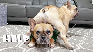 Funny Differences Between Male and Female French Bulldogs [upl. by Ennasirk370]