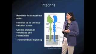 Integrins in cancer  Mary Beckerle Utah [upl. by Tammie]