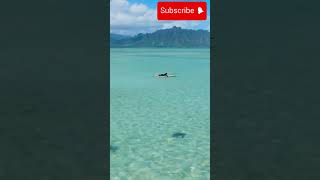 Palmyra Atoll Gizemli Cennet Adası Keşfinature naturelovers shorts short shortvideo [upl. by Egon239]