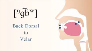 ᵑɡ͡bʷ  voiced unaspirated prenasal labialized labial coarticulated back dorsal velar [upl. by Nylidnarb]