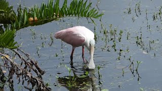 Roseate Spoonbill Feeding in South Florida [upl. by Ahsed178]