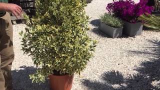 Euonymus “Variagata”– Providing A Year Round Color To Your Garden [upl. by Wernsman]