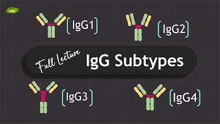 Ig Antibodies subtypes  Full Lecture  Immunology  Basic Science Series [upl. by Yak]