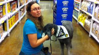 Psychiatric Service Dog Grounding [upl. by Nevaed]