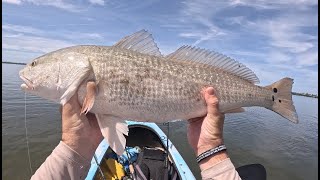 Insane 33inch redfish Had to hand line this fish to my kayak Mangrove monsters on Sanibel Island [upl. by Singhal]