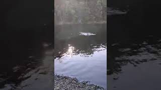 Jethro Australian shepherd finally swimming [upl. by Clio]