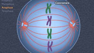 Animation How the Cell Cycle Works [upl. by Wearing633]