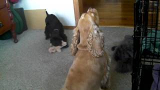 Cocker Spaniel with Puppy singing and barking [upl. by Yellehs204]