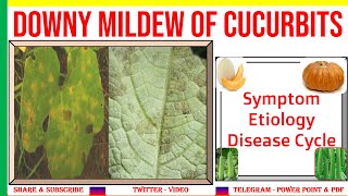 Downy Mildew of Cucurbits Symptom Etiology Disease Cycle  PHV5 [upl. by Tom143]