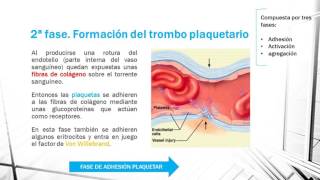 HEMOSTASIA PRIMARIA EN 1 MINUTO [upl. by Eiuqcaj341]