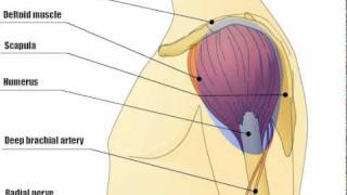 IM Injection Procedure  Nursing CE [upl. by Ees]