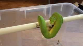 How to house an adult Green Tree Python Morelia Viridis [upl. by Nospmis]