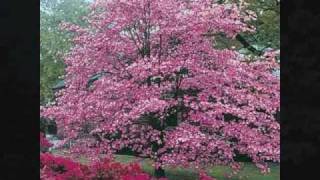 THE LEGEND OF THE DOGWOOD TREE FOR EASTERwmv [upl. by Firahs352]