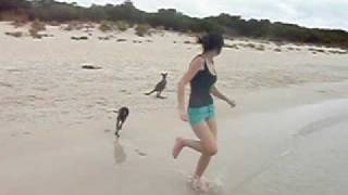 Baby Kangaroo swimming at the Beach [upl. by Tuttle120]