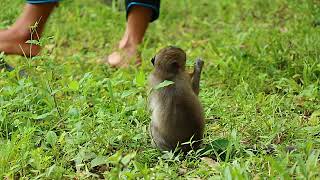 Beautiful Newborn Baby Monkey Cute golden snubnosed monkey eating food [upl. by Arretnahs372]