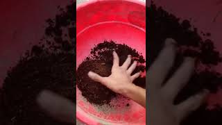 Soilless Potting Mixture For Growing Seeds  Mission Gardening shorts [upl. by Barmen]