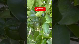 calamondin youtubeshort youtubevideo 2024 [upl. by Assille]